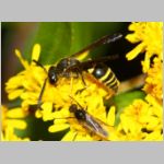 Ancistrocerus nigricornis - Faltenwespe m002b 9mm - Sandgrube Niedringhaussee-det.jpg